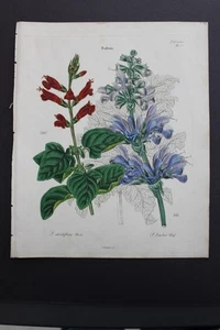 Antike Botanik, Dietrich, Handfarbe, 1840, Deutschland - Bild 1 von 1