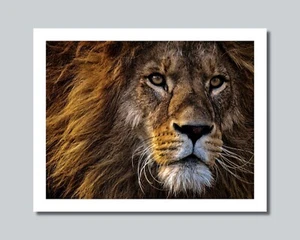 LION Photo Picture AFRICA SAVANNA KING 8x10 11x14 16x20 w/Framed Option (W7) - Picture 1 of 12