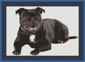 Staffordshire Bullterrier Staffie Hund Kreuzstich Kit - Bild 1 von 2