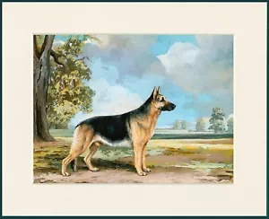 DEUTSCHER SCHÄFERHUND SCHÖNER STEHENDER HUND SCHÖNER HUND DRUCK RAHMENFERTIG MONTIERT - Bild 1 von 1