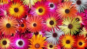 LIVINGSTONE DAISY FLOWERS SUCCULENT SEEDS MESEMBRYANTHEMUM MIXED COLOURS BULK - Picture 1 of 4