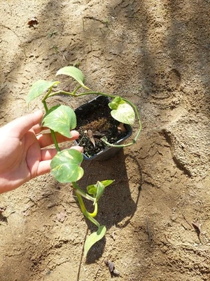 Epipremnum aureum - follaje abigarrado verde y dorado, planta gráfica - Imagen 1 de 3