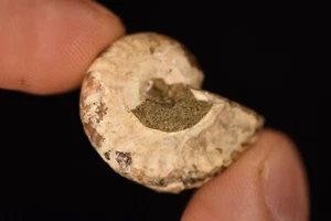 *AMMONITE* 2.6cm 6g Natural Rainbow Fossil Specimen Ammonoid - Picture 1 of 15