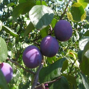 EUROPEAN PLUM Prunus Domestica - 2 SEEDS - Picture 1 of 5