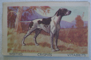 Favourite Dogs Vintage 1949 Cereal Foods Weeties Trade Card - Pointer