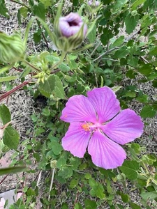 15 Pink Desert Rock Rose Pavonia lasiopetala SEEDS Texas Native Flowers Perennia - Picture 1 of 3