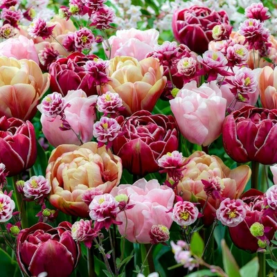 Tulpen Zwiebeln Winterhart - Double Bloom - 25 Stück - Mehrfarbig - Bild 1 von 4