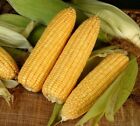 Golden Queen Sweet Corn Seed - Hybrid (Su) Maize Treated Seeds (0.50Oz Or 1Oz)