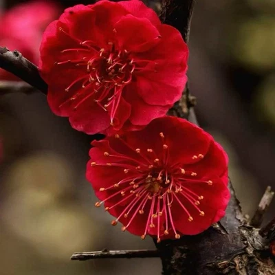 Big Trunk Japanese Plum bossom Bonsai Tree Wumei 乌梅Bonsai  Tree 12Years Old - Image 1 of 4