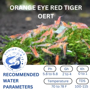 ShrimpLive 10+1 ORANGE EYE RED TIGER Caridina Freshwater Shrimps Live Guarantee - Picture 1 of 2