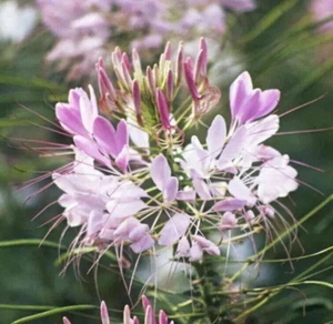 100+ Cleome Spider Plant Seeds, Fresh, Ready for Planting. Free Shipping USA - Picture 1 of 6