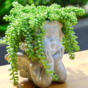 Live Sedum Morganianum-Burro's Tail Succulent Plant Fully Rooted in 2" Pot - Picture 1 of 9