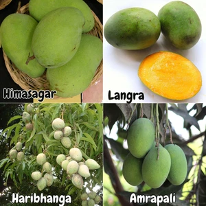 BeauFlora Mango Plants Combo Himasagar, Langra, Haribhanga,Amrapali 1 Plant Each - Picture 1 of 1
