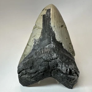 Megalodon Shark Tooth 6.14 Inch - Giant - Amazing Fossil - Authentic Teeth 19870 - Picture 1 of 8