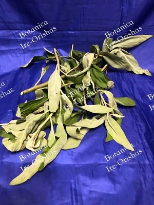 ewe SALVIA PLANTA HIERBA religion yoruba ifa africana santeria