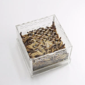 Live Mealworm Barley Pest Feeding Box Acrylic Yellow Mealworm Cage Transparent - Picture 1 of 6