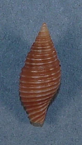MITRA RUEPPELLII 15,40 mm SCHÖNES PROBEN Nacala Bay, Nr. Mosambik - Bild 1 von 2