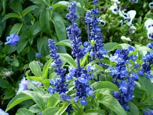 150 SEEDS - sage BLUE flower Salvia farinacea GroCo USA - Buy any 15-SHIPS FREE - Picture 1 of 1