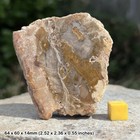 Petrified wood fossil, monkey puzzle tree, araucaria slice, triassic