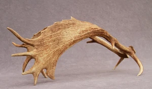 JUEGO DE ASTAS DE GAMO NATURALMENTE COBERTIZO (PAR, CUERNO, TALLA, TAXIDERMIA) - Imagen 1 de 21