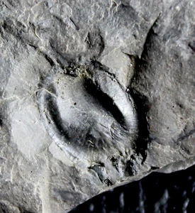 Big, rare Carboniferous fossil tree fern seed - Picture 1 of 2