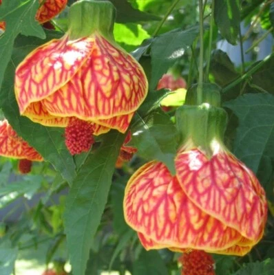 Planta viva de tigre naranja Abutilon - 4-6 pulgadas de alto - envío sin maceta - planta de hibisco campana Foto 1 de 4