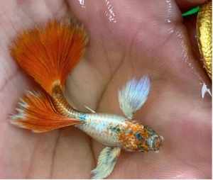 1 TRIO - Live Aquarium Guppy Fish High Quality - DUMBO SANTA - Picture 1 of 3