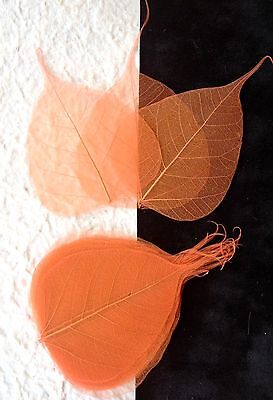 25 Orange Leaves Skeleton Po Bo Pho Banyan Leaf See Through Halloween Small  • 2.99$