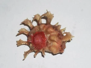 ANGARIA SPHAERULA WOOOOOOW - Picture 1 of 2