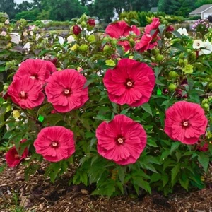20 DBL Dark Pink Hibiscus Seeds Flowers Flower Seed Perennial Bloom US SELLER - Picture 1 of 24