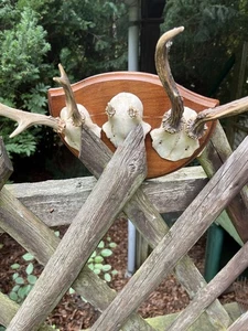 1 Dreier Brettchen Mit Verschiedenen SCHÄDELECHTE  REHTROPHÄEN  - Bild 1 von 5