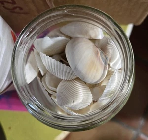 Sea Shells In Glass Jar. Clean. Craft Barbie Doll clutter + Great Angel Wings! - Picture 1 of 6