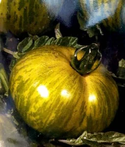 Tomate zebra verde variedad antigua 100 Semillas - seeds huerto jardin - Imagen 1 de 1