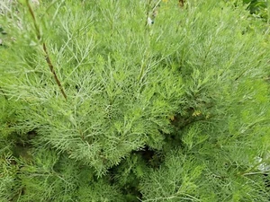 kleine Colakraut Ableger Gewürz Kräuter - Bild 1 von 1