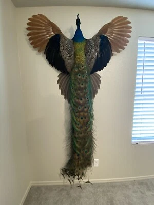 India Azul Real PAVO REAL Taxidermia Montaje Calidad Museo Foto 1 de 2