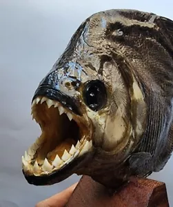 Taxidermy großer Schwarzbauch RAUBTIER Piranha Peru Amazonas Pygocentrus nattereri - Bild 1 von 14