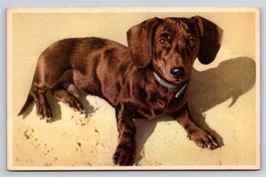 AK Dackel Hund Alfred Mainzer Belgien Druck um 1950 AS17 - Bild 1 von 3