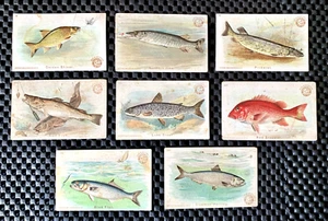 LOTTO DI 8 PESCI BRACCIO E MARTELLO SERIE # 4 GOLDEN SHINER #5 LUCCIO DEL NORD #6 PICKEREL - Foto 1 di 5