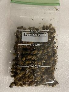 You Get 3/4 cup BEES 250 REAL Honeybees SPECIMEN INSECT TAXIDERMY diorama DRIED