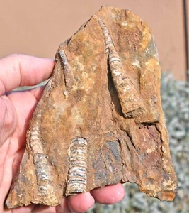 Devon Orthoceras, in Matrix, aus Marokko #2 - Bild 1 von 1