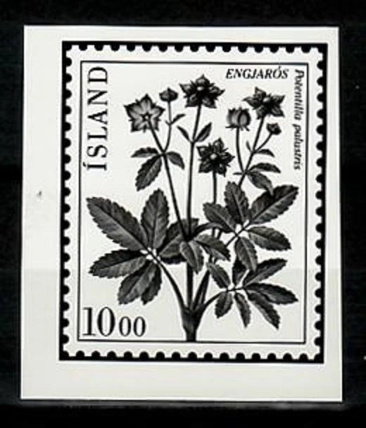 Ensayo fotográfico, flor Islandia Sc569, Potentilla palustris. Foto 1 de 1