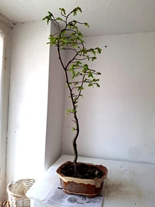 Bonsai outdoor winterhart Hainbuche Carpinus H 60 cm B14 cm - Bild 1 von 5