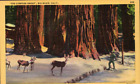 Big Basin, Calif, The Compass Group, Deer, Redwoods, Vintage Postcard 2809