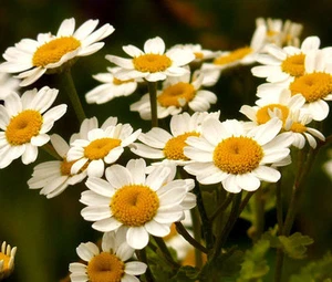 FEVERFEW Tanacetum Partenium - 2.000 semillas a granel - Imagen 1 de 1