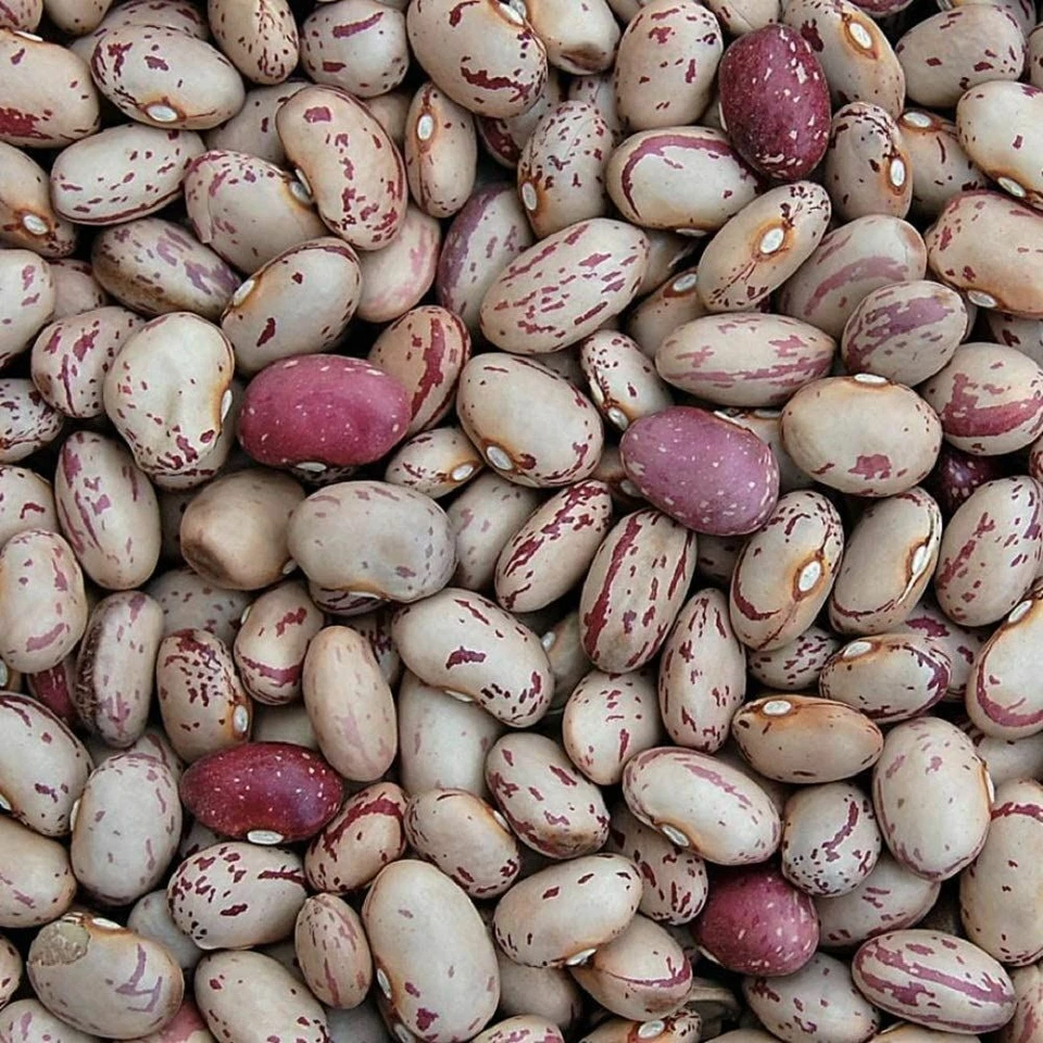Bean Taylor's Dwarf Horticultural Bean Seeds ,"COOL BEANS N SPROUTS" Brand. Home - Image 1 of 1