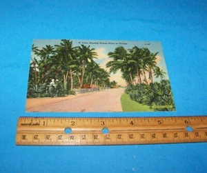 Palm Shaded Drive In Florida cartolina d'epoca Florida - Foto 1 di 2