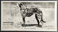 Deerhound 1938 Real Photo Dog MINI Midgee Card #16 (NM)
