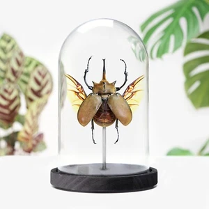 Elephant Beetle Insect Bug Entomology Taxidermy Bell Jar Home Decor Ornament - Picture 1 of 4