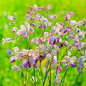 SAMEN Taubenkropf-Leimkraut als Hustentee oder zur Gewinnung von Seifenlauge - Bild 1 von 1