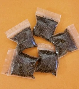 PIMIENTA DE GUINEA/ PEPPER GUINEA 1OZ SANTERÍA IFA YORUBA - Picture 1 of 2